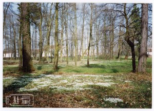 1999. Park w Radwanicach